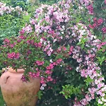Alojamento de Acomodação e Pequeno-almoço Giardini Susanna Gattico