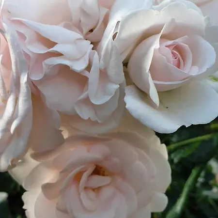 Giardini Susanna Gattico