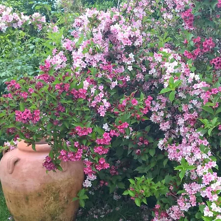 Couette-café Giardini Susanna Gattico