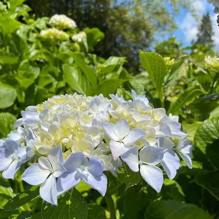 Giardini Susanna Bed & Breakfast Gattico