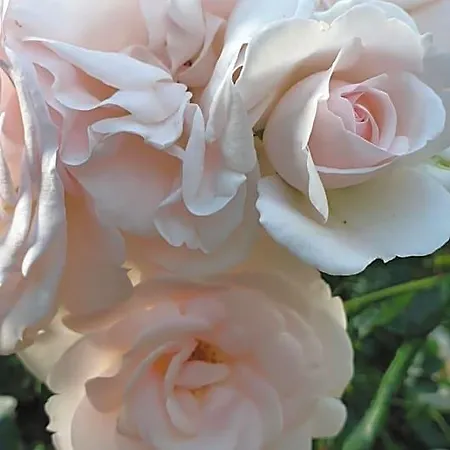 Giardini Susanna Alojamento de Acomodação e Pequeno-almoço