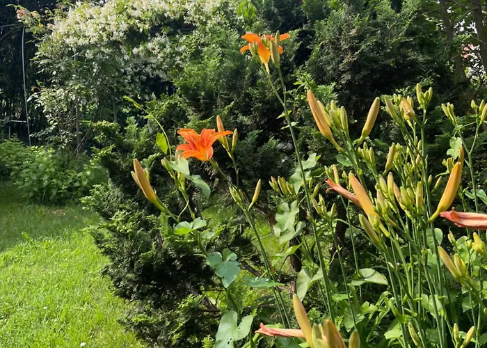 Giardini Susanna Bed & Breakfast Gattico
